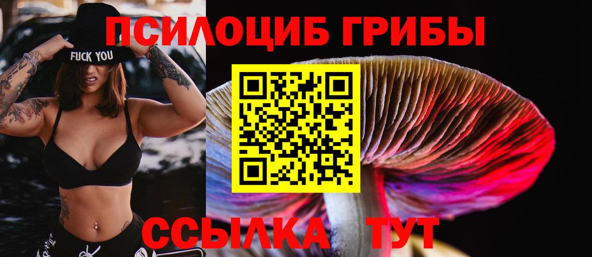 Псилоцибиновые грибы Psilocybine cubensis  Чернушка  продажа наркотиков  Галлюциногенные грибы Cubensis 